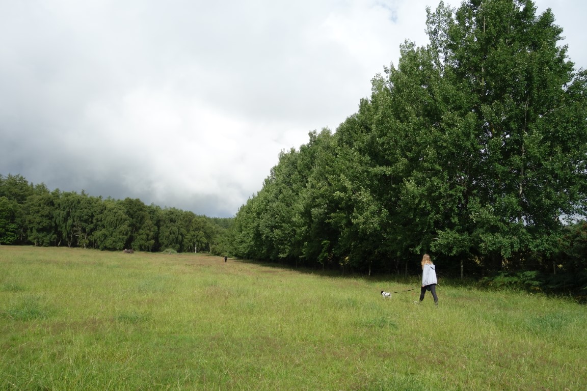 Dog walking at Brumley Brae